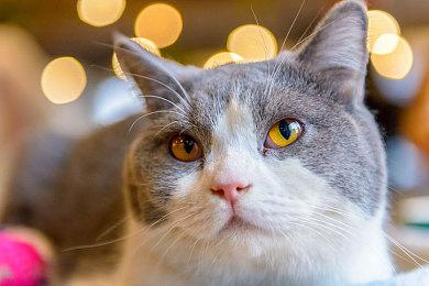 《Apex英雄》发布12赛季“蔑视”战斗通行证预告片